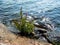 Wild beautiful flowering bush on the rocky shore of the lake, natural solar flare and bokeh