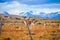 Wild and Beautiful Guanaco with the Mountains on the Background in the Torres Del Paine National Park, Patagonia