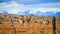 Wild and Beautiful Guanaco with the Mountains on the Background in the Torres Del Paine National Park, Patagonia