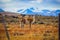 Wild and Beautiful Guanaco with the Mountains on the Background in the Torres Del Paine National Park, Patagonia