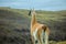 Wild and Beautiful Guanaco in the Torres Del Paine National Park, Patagonia