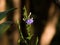 Wild Beauty: Blooming Purple Flowers in Nature