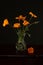 Wild Beauty: Orange Poppies in a Glass Vase on a Dark Background