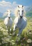 Wild Beauty: A Silver-haired Gemini Twin Galloping with Horses i