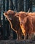 Wild Beauty Unleashed: Majestic Portrait of a Furry Brown Cow in Early Spring
