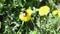 Wild bee bumblebee on a dandelion bloom