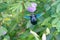 Wild bee, Carpenter bee (Xylocopa sp.) at flower