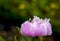 Wild bee collects nectar on a large pink peony closeup