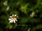 Wild bee collects nectar on a white flower