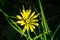 The wild bee collects pollen from the  salsify goatbeard flower