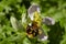 Wild bee Orchid flower with triple anthers - Ophrys apifera