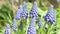 Wild bee osmia bicornis on blue grape hyacinth flower blossom on springtime