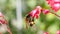 Wild Bee on Pink Flower in Summer Garden. 4K Slowmotion Closeup.