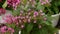 Wild bee pollinating pink pentas lanceolata flowers.