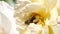 Wild Bee on White Rose Flower in Summer Garden. 4K Slowmotion Closeup.