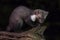 Wild Beech marten night