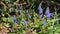 Wild bees on blue grape hyacinth flower in springtime