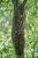 Wild bees in the forest. Hive. Swarms of bees on the branch of a tree