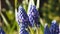 Wild bees on grape hyacinths in a garden