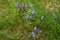 Wild bell flowers