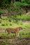 Wild bengal female tiger stalking prey in natural scenic green background in outdoor jungle safari at bandhavgarh national park