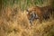 Wild bengal female tiger or tigress closeup in prowl and natural scenic background at ranthambore national park or tiger reserve