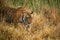 Wild bengal female tiger or tigress closeup in prowl and natural scenic background at ranthambore national park or tiger reserve