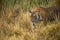 Wild bengal female tiger or tigress closeup in prowl and natural scenic background at ranthambore national park or tiger reserve