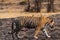 Wild bengal male tiger side profile closeup strolling in evening outdoor jungle safari at ranthambore national park or tiger