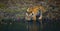 Wild Bengal Tiger drinking water from a pond in the jungle. India. Bandhavgarh National Park. Madhya Pradesh.