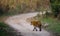 Wild Bengal Tiger is going on the road in the jungle. India. Bandhavgarh National Park. Madhya Pradesh.