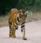 Wild Bengal Tiger is going on the road in the jungle. India. Bandhavgarh National Park. Madhya Pradesh.