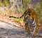 Wild Bengal Tiger is going on the road in the jungle. India. Bandhavgarh National Park. Madhya Pradesh.