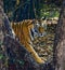 Wild Bengal tiger looks out from the bushes in the jungle. India. Bandhavgarh National Park. Madhya Pradesh.