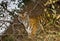 Wild Bengal tiger looks out from the bushes in the jungle. India. Bandhavgarh National Park. Madhya Pradesh.