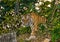 Wild Bengal tiger looks out from the bushes in the jungle. India. Bandhavgarh National Park. Madhya Pradesh.