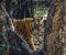 Wild Bengal tiger looks out from the bushes in the jungle. India. Bandhavgarh National Park. Madhya Pradesh.