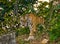 Wild Bengal tiger looks out from the bushes in the jungle. India. Bandhavgarh National Park. Madhya Pradesh.