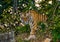 Wild Bengal tiger looks out from the bushes in the jungle. India. Bandhavgarh National Park. Madhya Pradesh.