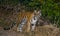 Wild Bengal tiger looks out from the bushes in the jungle. India. Bandhavgarh National Park. Madhya Pradesh.