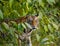 Wild Bengal tiger looks out from the bushes in the jungle. India. Bandhavgarh National Park. Madhya Pradesh.