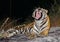 Wild Bengal Tiger lying on the grass and yawns. India. Bandhavgarh National Park. Madhya Pradesh.