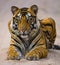 Wild Bengal Tiger lying on the road in the jungle. India. Bandhavgarh National Park. Madhya Pradesh.