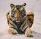 Wild Bengal Tiger lying on the road in the jungle. India. Bandhavgarh National Park. Madhya Pradesh.