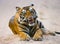 Wild Bengal Tiger lying on the road in the jungle. India. Bandhavgarh National Park. Madhya Pradesh.