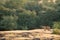 Wild bengal tiger on prowl on mountain or hill ridge in natural green background in jungle safari at ranthambore national park or