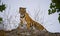 Wild Bengal tiger standing on a big rock in the jungle. India. Bandhavgarh National Park. Madhya Pradesh.
