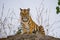 Wild Bengal tiger standing on a big rock in the jungle. India. Bandhavgarh National Park. Madhya Pradesh.