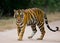 Wild Bengal tiger standing on the road in the jungle. India. Bandhavgarh National Park. Madhya Pradesh.