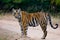 Wild Bengal tiger standing on the road in the jungle. India. Bandhavgarh National Park. Madhya Pradesh.